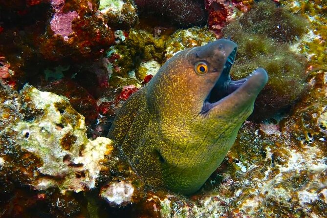 Phuket Scuba Diving: Racha Island Or Maiton Island For All Levels - The different packages, and how to choose without overthinking it