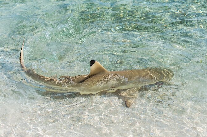Phuket: Wow Andaman Snorkeling Trip to Phi Phi & Bamboo Islands - Bamboo Island snorkeling and the best kind of tired