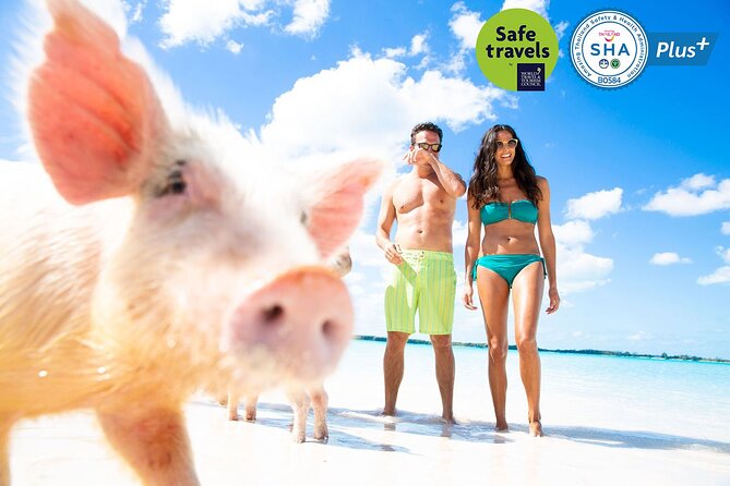 Pig Feeding, Kayaking, Snorkeling Trip at Pig Island By Speedboat From Koh Samui - Koh Tan: snorkeling time that can be worth it (if you set expectations)