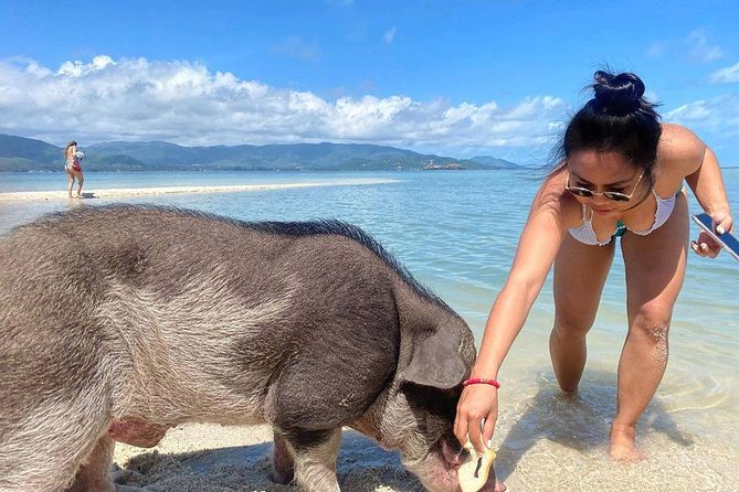 Pig Feeding, Kayaking, Snorkeling Trip at Pig Island By Speedboat From Koh Samui - Pig Island pig feeding: the main event, with the one variable you should know