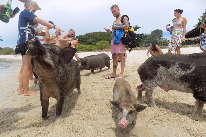 Pig Feeding, Kayaking, Snorkeling Trip at Pig Island By Speedboat From Koh Samui - Speedboat ride: fun energy, but expect shared-ride logistics