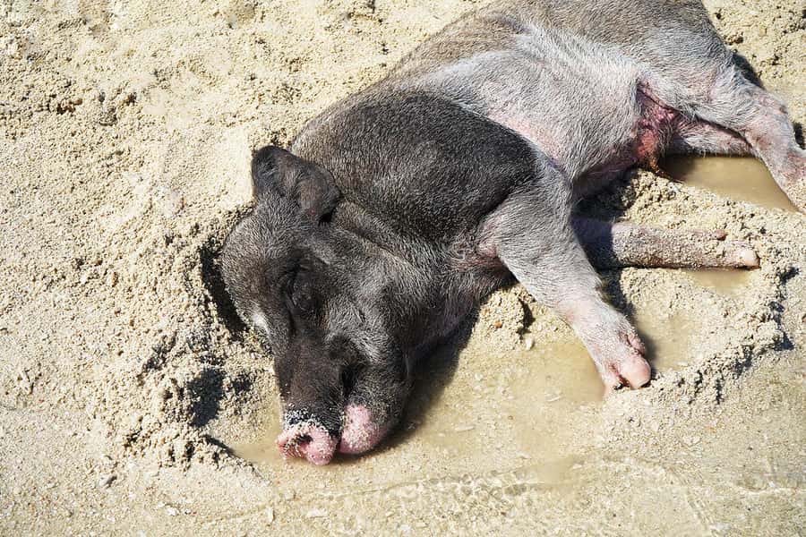 Pig Island(Koh Mudsum) and Koh Tan Half Day Snorkeling Tour - Key highlights worth circling on your map