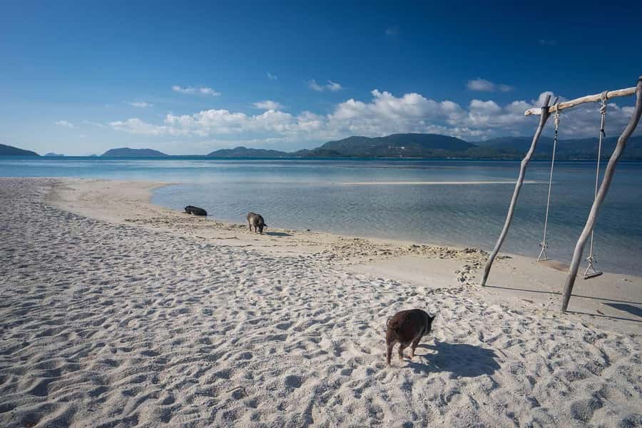 Pig Island(Koh Mudsum) and Koh Tan Half Day Snorkeling Tour - Speedboat ride: the part that feels fast, even when it is only one hour