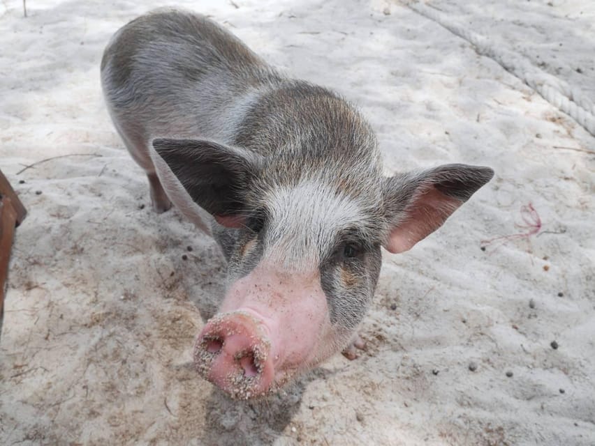 Pig Island(Koh Mudsum) and Koh Tan Half Day Snorkeling Tour - Thai meal included: lunch in the morning, dinner in the afternoon, plus heat reality