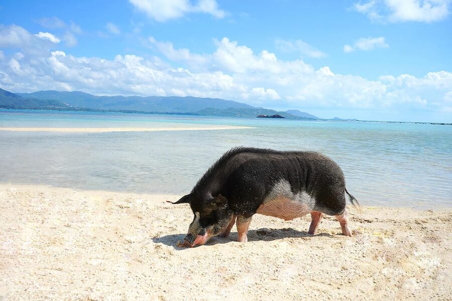 Pig Island(Koh Mudsum) and Koh Tan Half Day Snorkeling Tour - Price and value: why $64 can feel fair or not, depending on your priorities