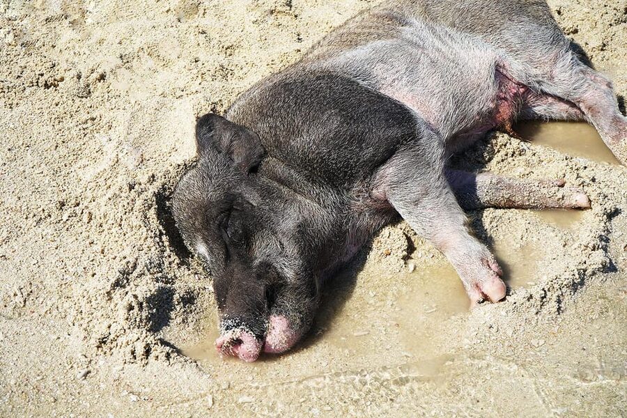 Pig Island(Koh Mudsum) and Koh Tan Half Day Snorkeling Tour - What’s included, what you should plan for, and how to avoid last-minute stress