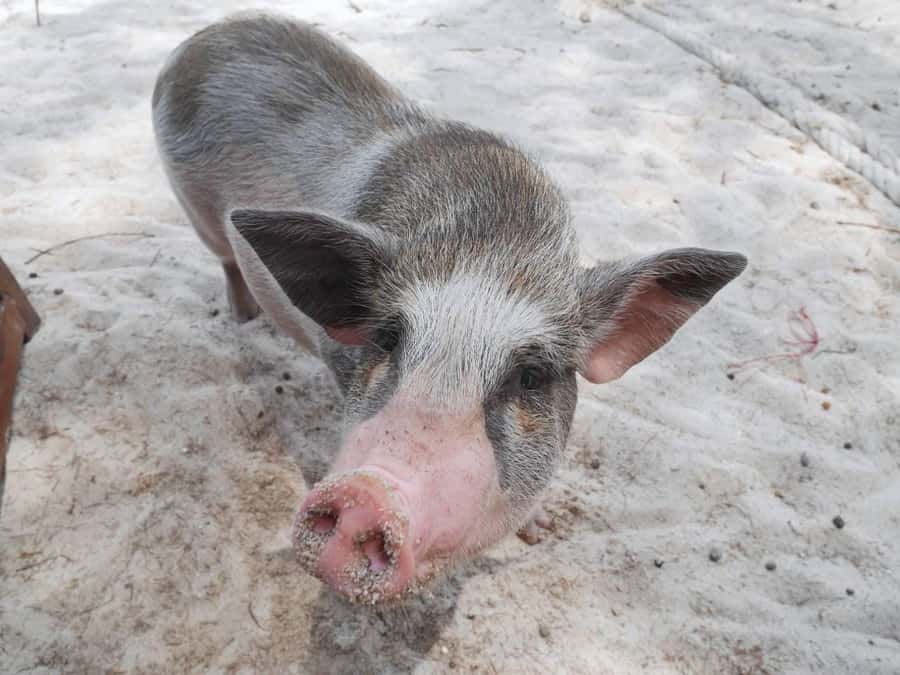 Pig Island(Koh Mudsum) and Koh Tan Half Day Snorkeling Tour - Getting to Koh Samui’s pickup point, and why shared transfers affect your clock