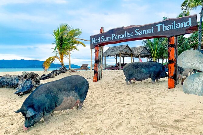 Pig Island (Koh Mudsum) and Koh Tan Tour with Meal from Koh Samui - Price and Value: Is $51.88 a Fair Deal?