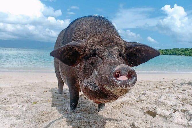 Pig Island & Koh Tan Tour by Speed Boat (Snorkeling & Kayaking) - Key things to know before you go