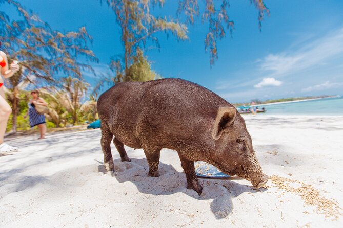 Pig Island Private Longtail Boat Trip From Koh Samui - Pig Island (Ko Mat Sum): Wild Boars, Beach Time, and the Reality of Crowds