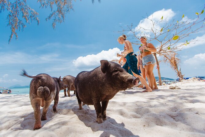 Pig Island Private Longtail Boat Trip From Koh Samui - Food and Drinks: Plan for the Beach Bar, Not an All-Inclusive Meal