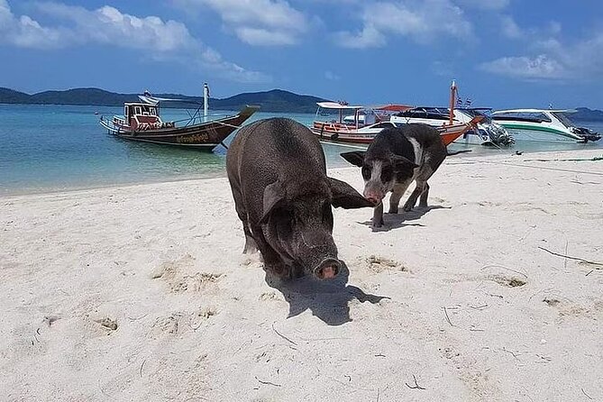 Pig Island ,Snorkeling, Private Long Tail Boat (Local Thai Experience) - Stop 3 Koh Madsum (Pig Island): rescued pigs and a white-sand beach