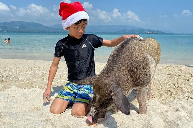 Pig Island ,Snorkeling, Private Long Tail Boat (Local Thai Experience) - Price and logistics, and whether it’s worth it