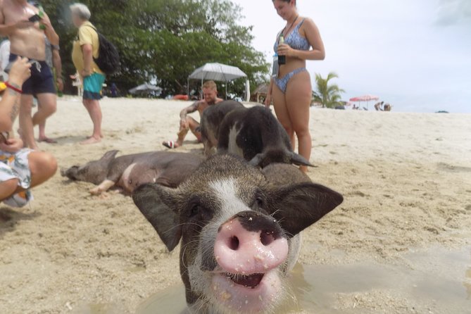 Pig Island Snorkeling & Sightseeing Tour By Speedboat From Koh Samui - Stop 2: Pig Island (Koh Mat Sum) for Semi-Wild Pigs, Photos, and Beach Time