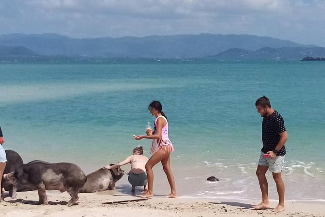 Pig Island Snorkeling & Sightseeing Tour By Speedboat From Koh Samui - Price and Value Check for $47.62 Per Person
