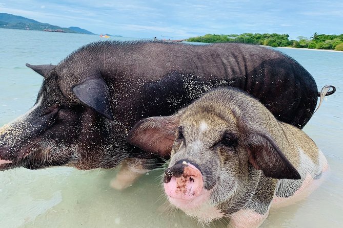 Pig Island Snorkeling & Sightseeing Tour By Speedboat From Koh Samui - Stop 1: Koh Taen Snorkeling for Reef Time (What to Expect)