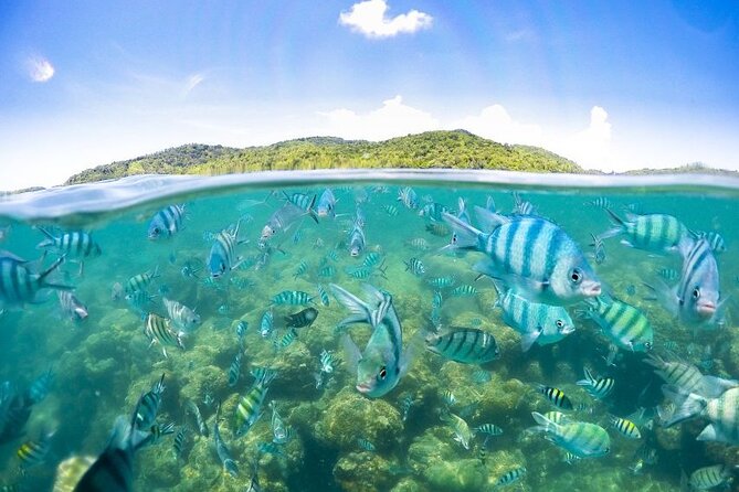 Pig Island Tour by Speedboat with Snorkeling - Lunch on Koh Tan Coral Beach, why the included meal matters