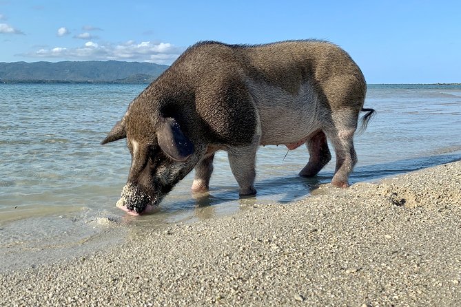 Pigs Island exclusive Semi VIP - Semi VIP Speedboat to Pig Island: Why This Style Feels Better