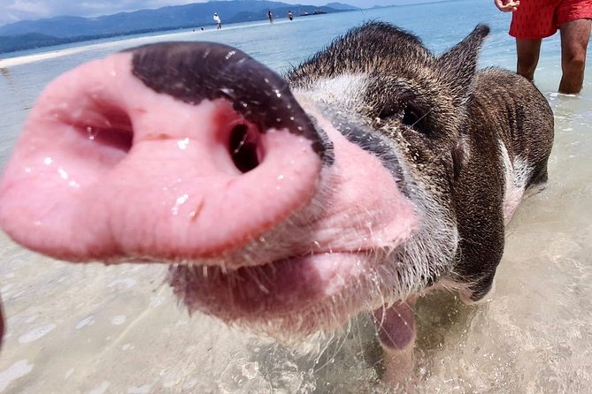Pigs Island exclusive Semi VIP - Coral Reef Snorkeling: Gear Choice and Spot Guidance Matter