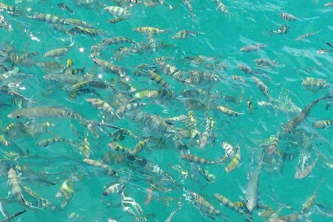 Pigs Island exclusive Semi VIP - Who This Tour Fits Best (And Who Might Want a Private Boat)