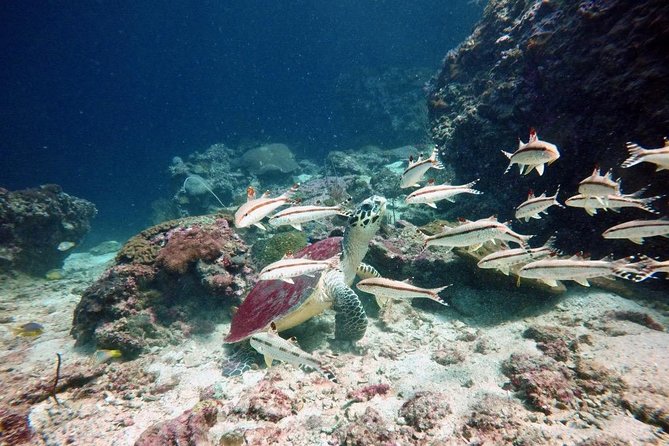 Premium Guided Scuba Diving Day Trip for Certified Divers - The key inclusion that most people overlook: no single-use-plastic water