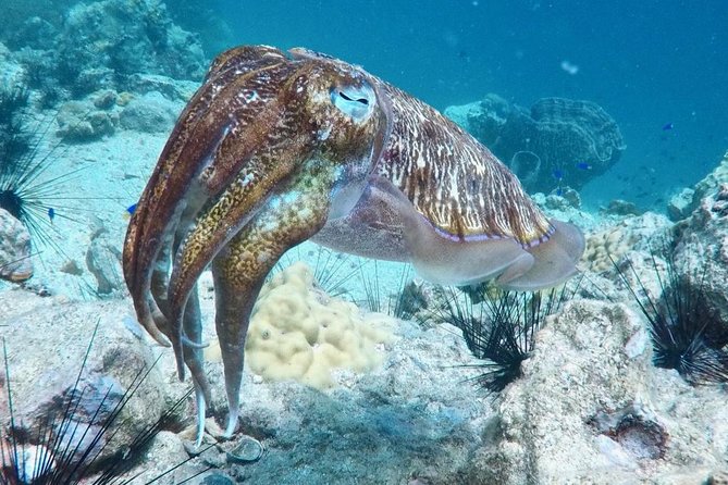 Premium Guided Scuba Diving Day Trip for Certified Divers - Gear reality check: snorkeling equipment is included, scuba gear is not