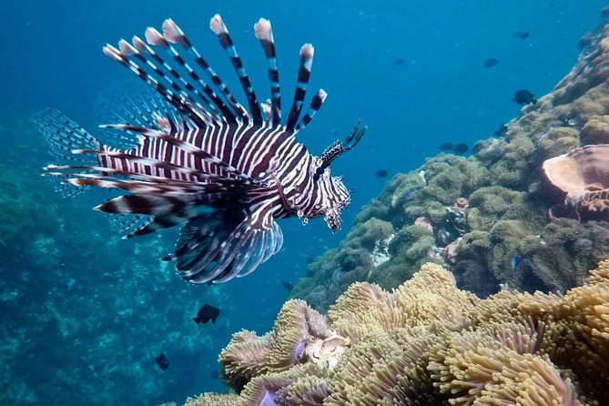 Premium Guided Scuba Diving Day Trip for Certified Divers - From Chalong to open water: what your 8:00 am start looks like