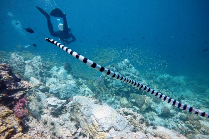 Premium Guided Scuba Diving Day Trip for Certified Divers - Underwater time and site variety: coral gardens, walls, and shipwreck-style spots