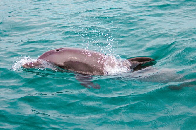 Private Boat Tour with Dolphin Spotting and Snorkelling from Phuket - The dolphin-spotting game plan around Mai Ton