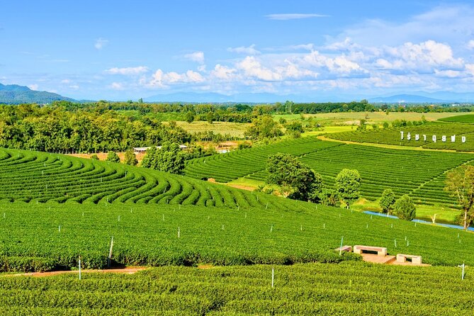 Private Chiang Rai Day Trip with Golden Triangle from Chiang Mai - Wat Rong Suea Ten (Blue Temple): vivid inside, calm outside