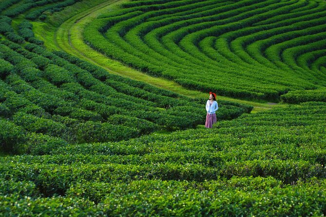 Private Choui Fong and Golden Triangle Explorer from Chiang Rai - Key highlights worth planning for
