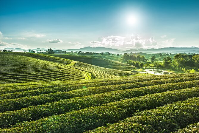 Private Choui Fong and Golden Triangle Explorer from Chiang Rai - Private day itinerary that actually makes sense