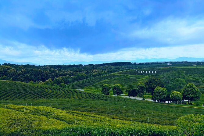 Private Choui Fong and Golden Triangle Explorer from Chiang Rai - Choui Fong Tea Plantation: views first, then tea facts