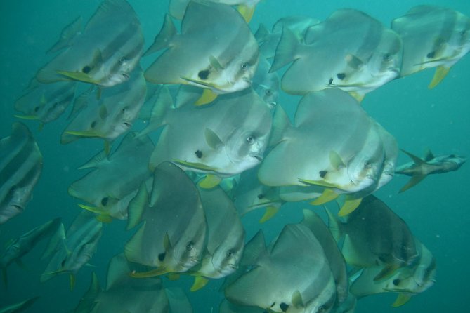 Private diving on shared trip at Racha Noi and Racha Yai from Phuket incl. lunch - Your full day on the water: pickup, breakfast, and a steady rhythm