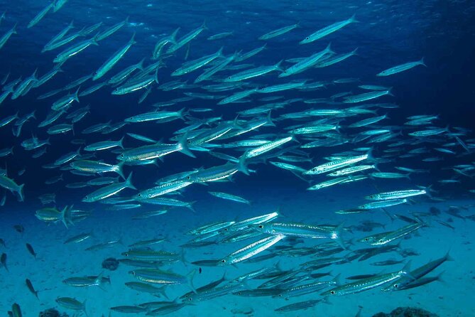 Private diving on shared trip at Racha Noi and Racha Yai from Phuket incl. lunch - Ko Racha Noi: your first site and your first real underwater comfort test
