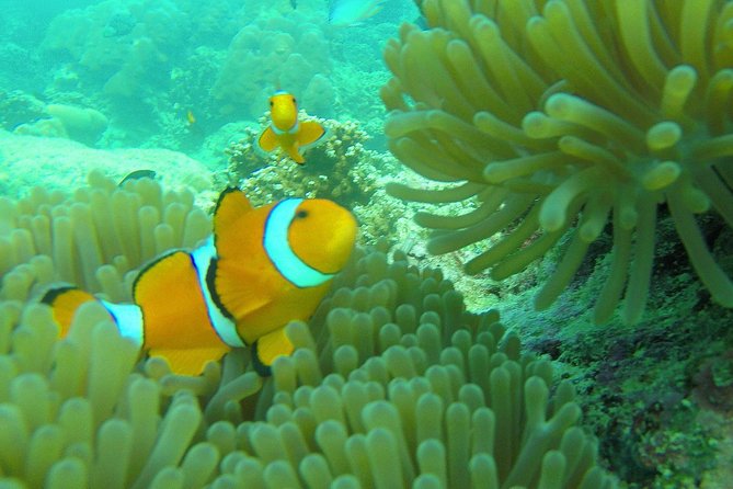 Private Surin Islands Longtail Boat Tour - Lunch at the national park restaurant, plus time to take it slow