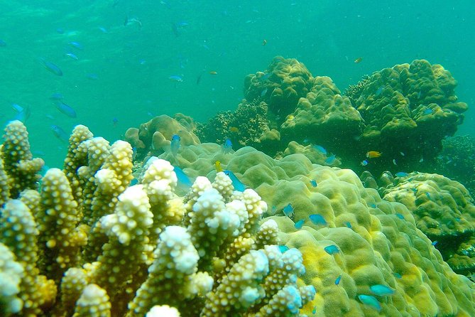 Private Surin Islands Longtail Boat Tour - Timing and logistics that affect your comfort