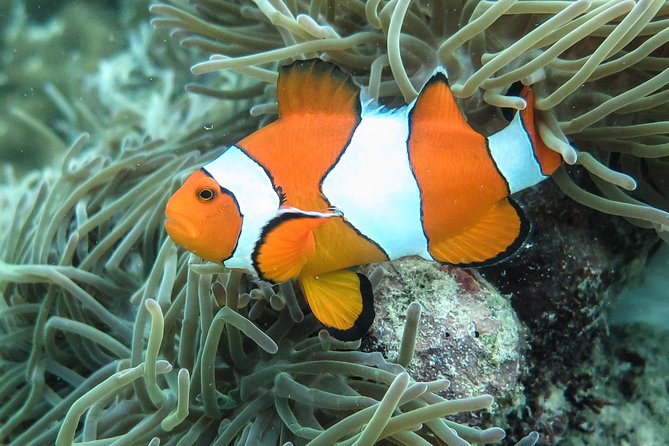 Private Tour to Hong Islands & 4 Islands with Sunset & Night Snorkel - Night Snorkeling in Bioluminescent Waters: The Optional Part to Confirm