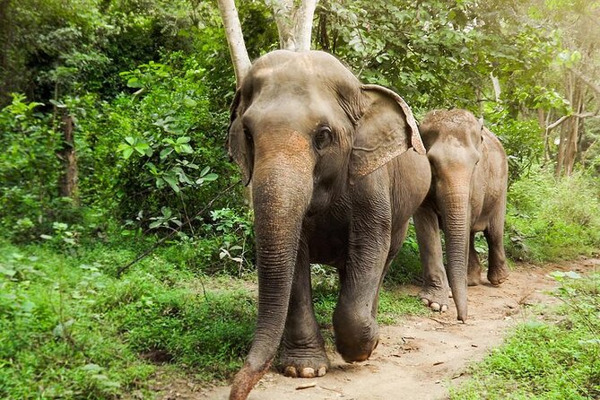 Private Tour to Kanchanaburi Death Railway and Elephant Haven - Key highlights before you go