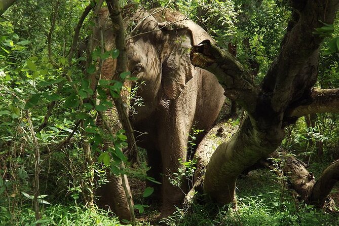 Private Tour to Kanchanaburi Death Railway and Elephant Haven - Death Railway Museum and the River Kwai bridge walk