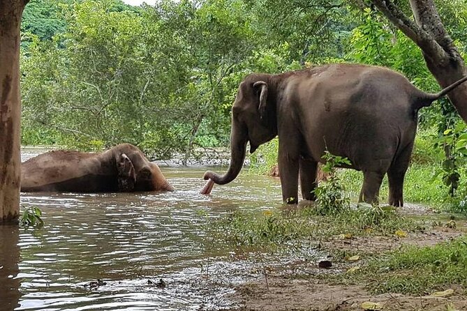 Private Tour to Kanchanaburi Death Railway and Elephant Haven - Elephant Haven Thailand: rescued elephants and the real water factor