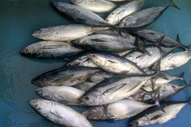 Racha Island Game Fishing & Trolling From Phuket - Who should book, and who should skip this style of day
