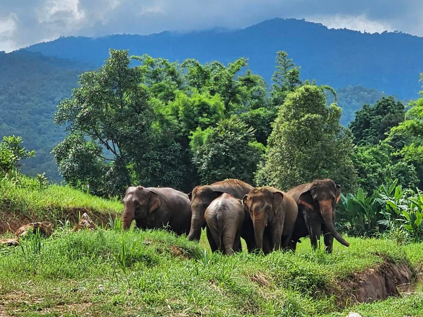 Rantong elephant sanctuary Chiangmai - Rantong Elephant Sanctuary Chiang Mai: how it fits near Old City