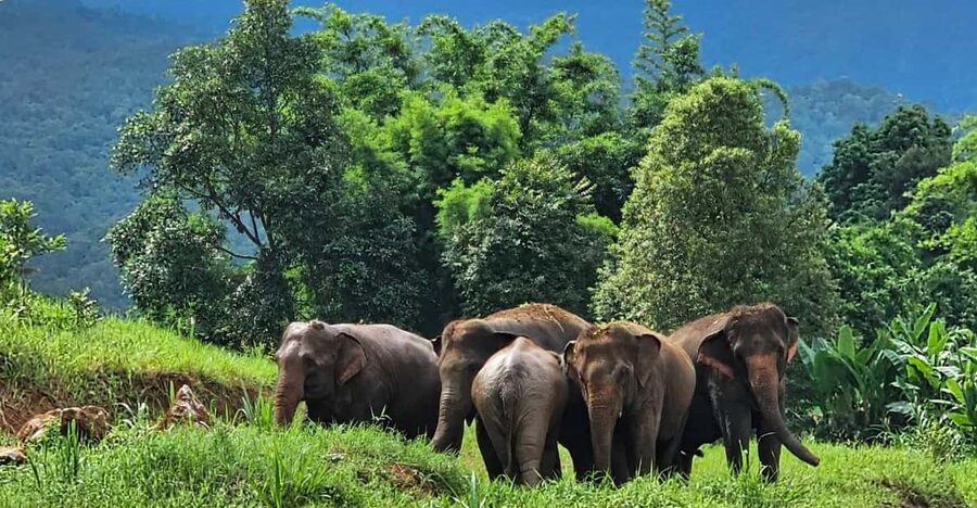 Rantong elephant sanctuary Chiangmai - Bathing time: towels, change of clothes, and the wet reality