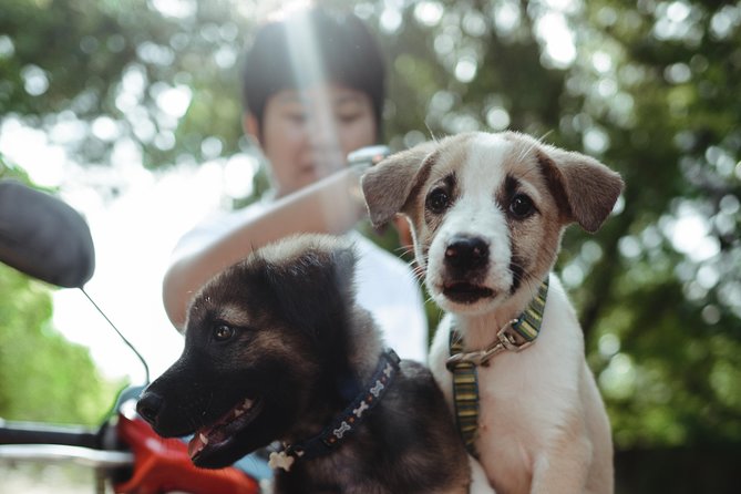 Rescue P.A.W.S. Day Visit - Key Points to Know Before You Go