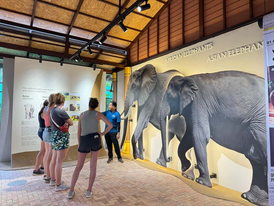 Samui:Elephant Jungle experience & The First Elephant Museum - Key points to know before you go