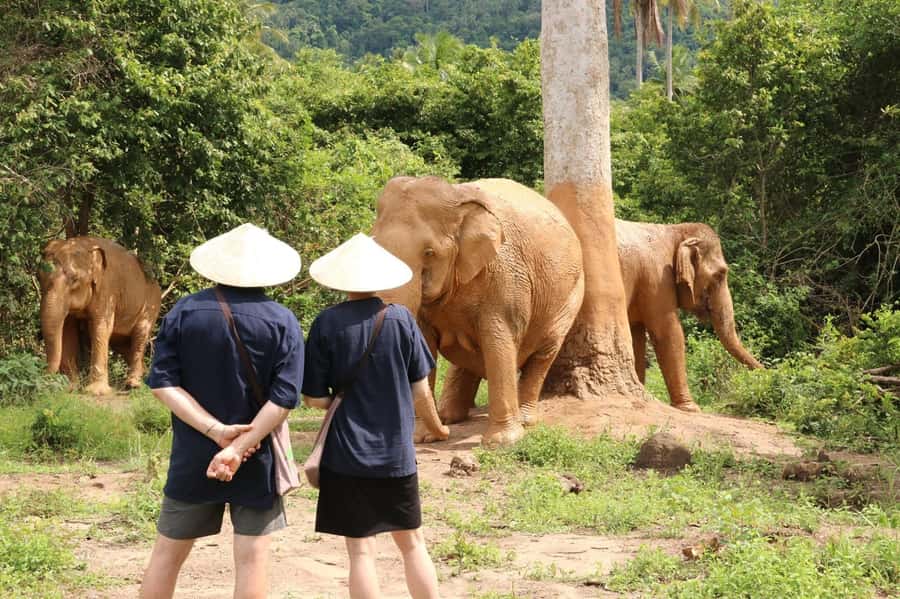 Samui:Elephant Jungle experience & The First Elephant Museum - A 3-hour mix of museum facts and jungle freedom