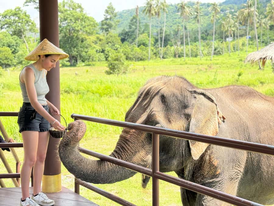 Samui:Elephant Jungle experience & The First Elephant Museum - Jungle walk with rescued elephants, not a show