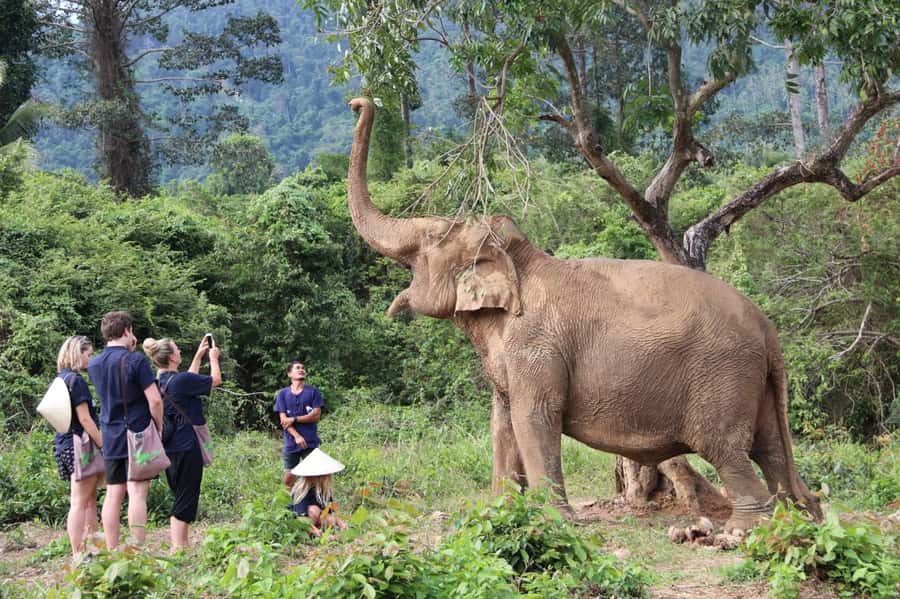 Samui:Elephant Jungle experience & The First Elephant Museum - Price and value in Samui: why $64 can feel fair