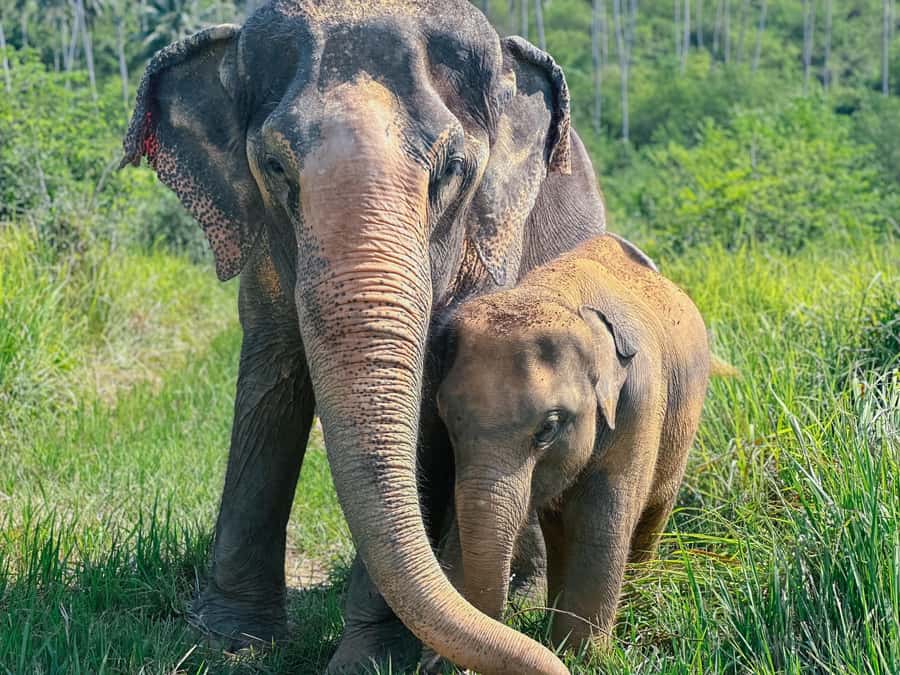 Samui:Elephant Jungle experience & The First Elephant Museum - Who should book this, and who might not